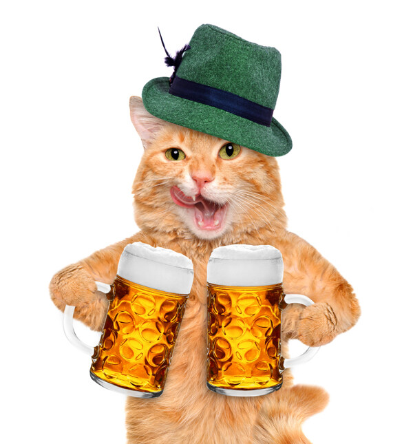 拿啤酒的小猫
