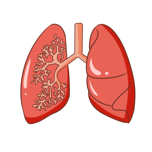 手绘人体器官肺插画