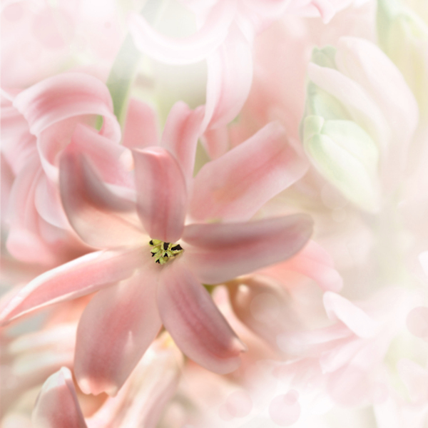 梦幻粉色花朵图片