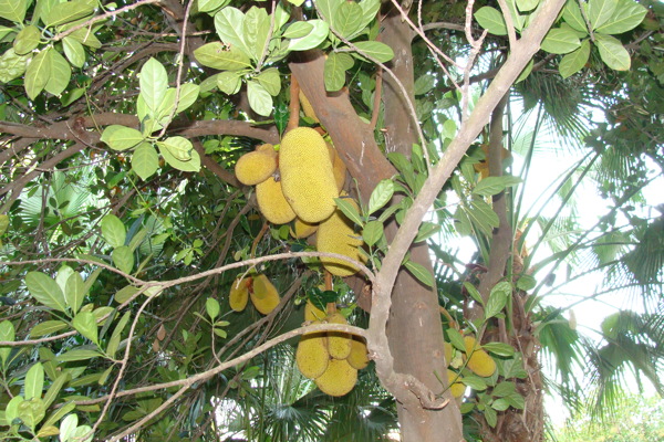热带植物菠萝蜜图片