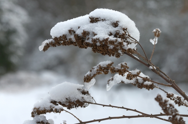 草上的积雪图片