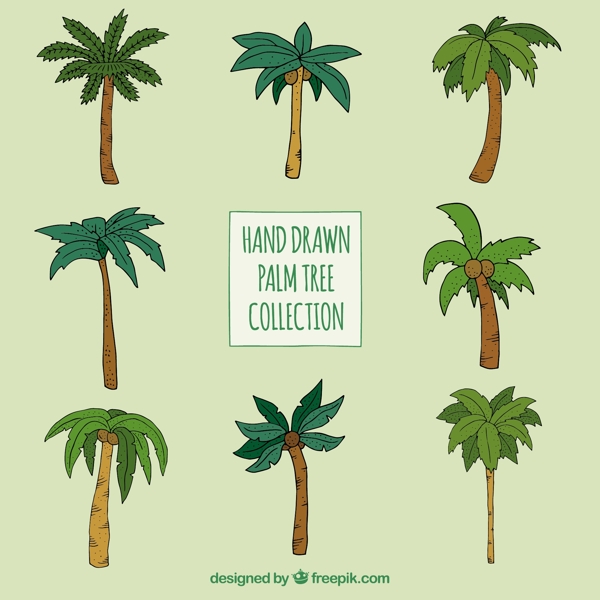 各种类型的手绘棕榈树