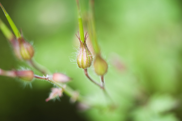 含苞欲放的棉花图片