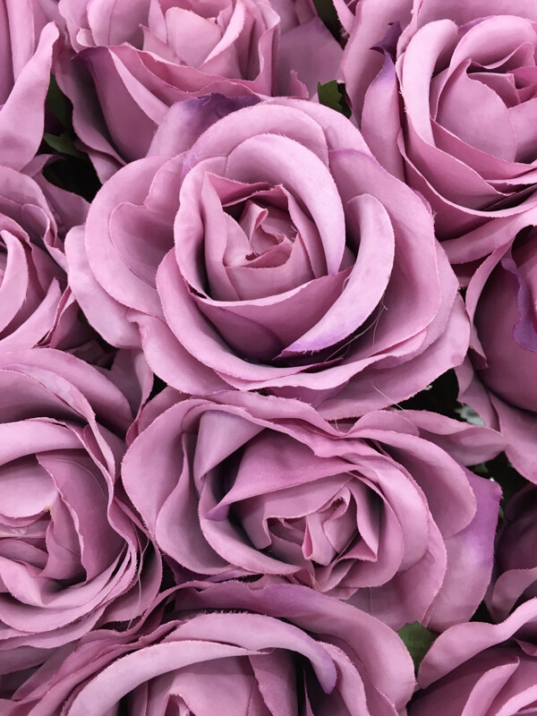 紫颜色的玫瑰花朵