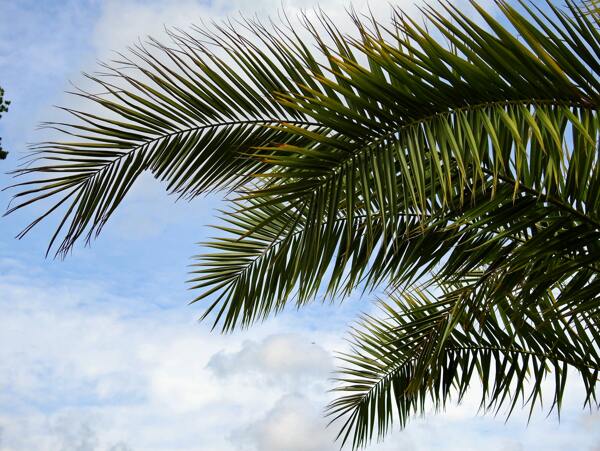 椰子树棕榈树