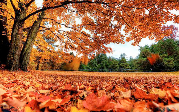暖色的秋天大树下落叶背景图片素材