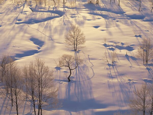 阳光雪景图片