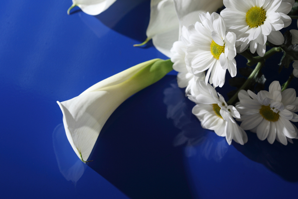马蹄莲与白色菊花图片