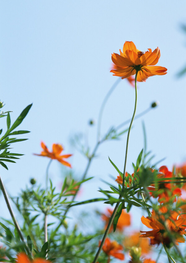 高清图库素材阳光鲜花