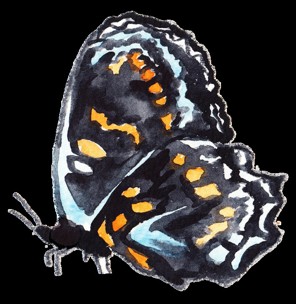 黄斑蝴蝶透明装饰素材