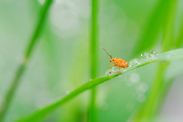 水珠与昆虫图片