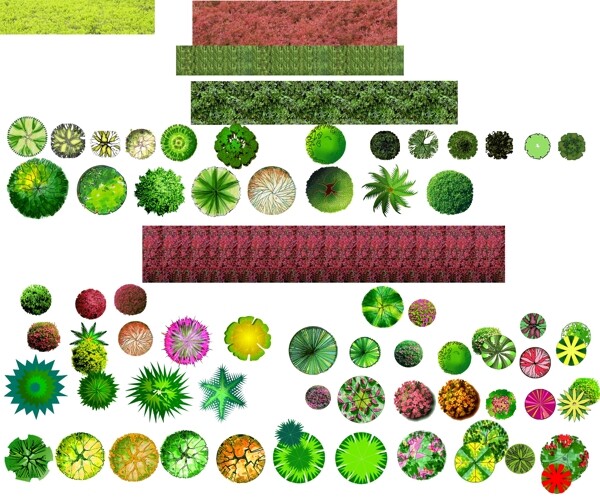 植物平面图片