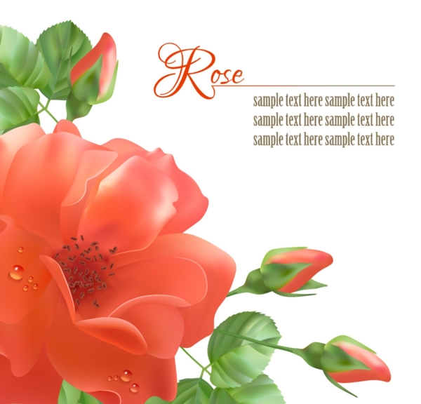 玫瑰花卉矢量背景图图片