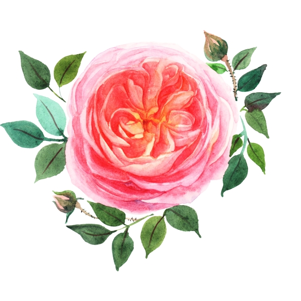 粉色的水彩花卉插画