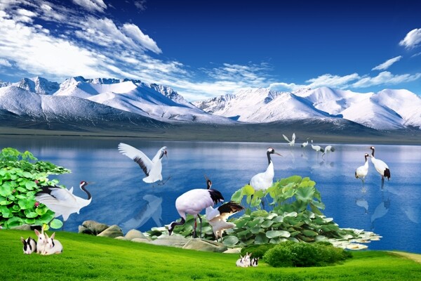 湖边白鹤