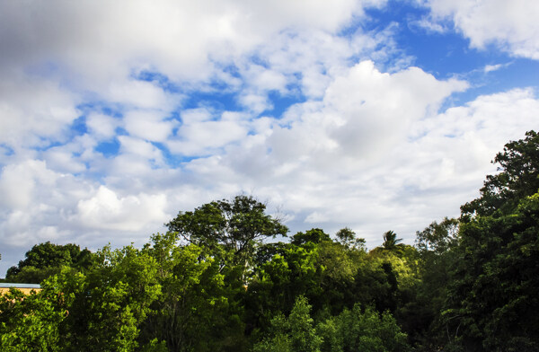 蓝天下的森林景观摄影