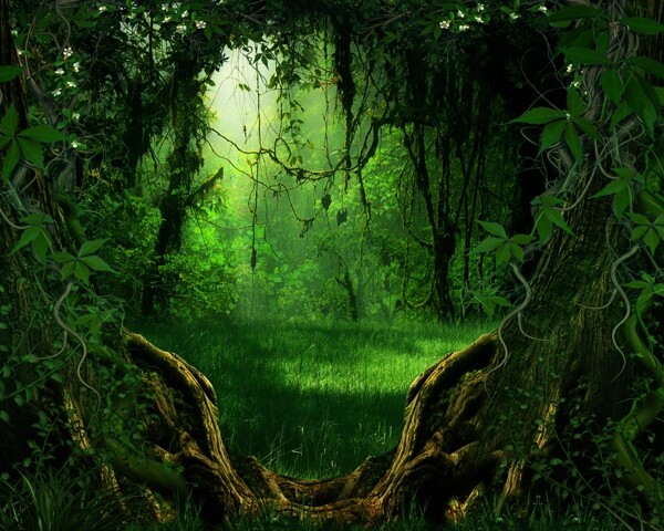 美丽森林自然风景图片