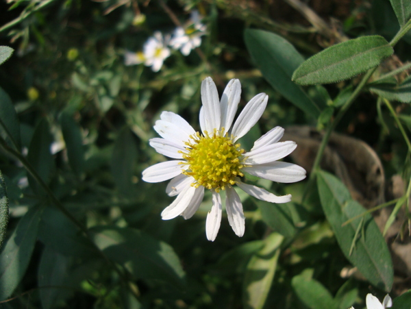 小白花照片图片