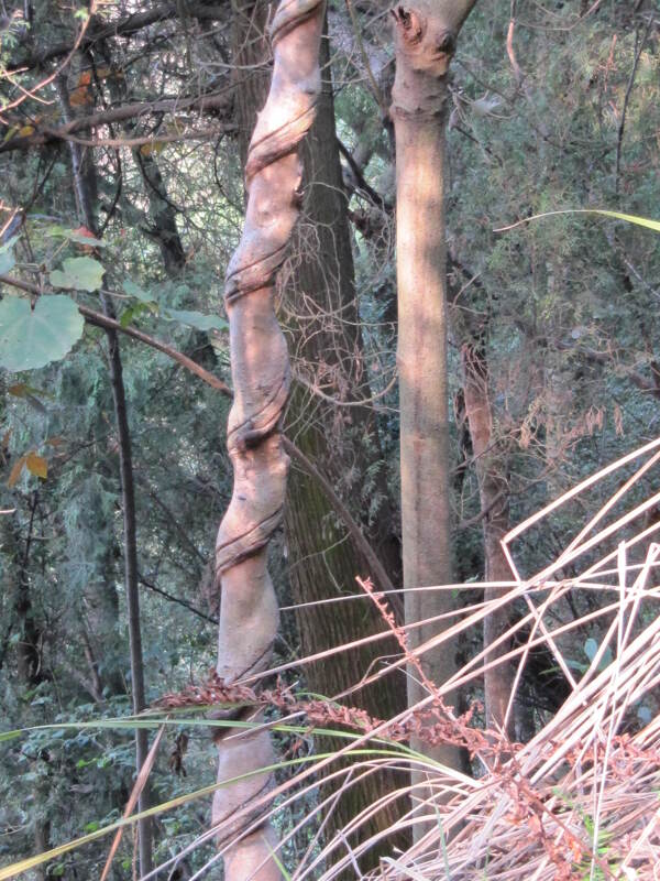 藤条缠绕树干