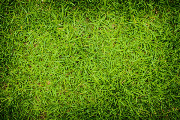 绿色草坪高清图片素材