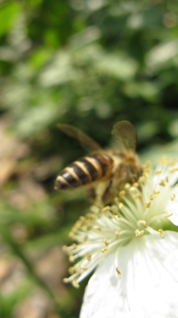 太子湾蜜蜂采花图片