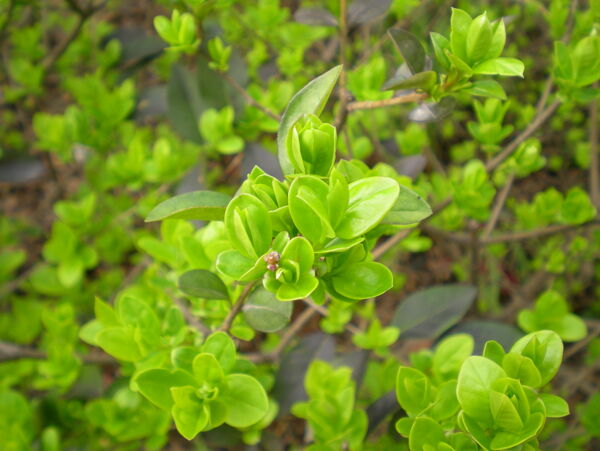 绿色植物图片