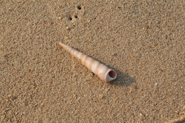 海滩贝壳图片