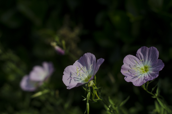 花菱草