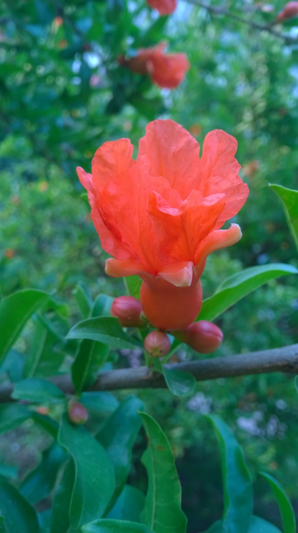 石榴花图片