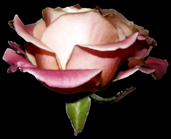 粉色玫瑰花朵图案