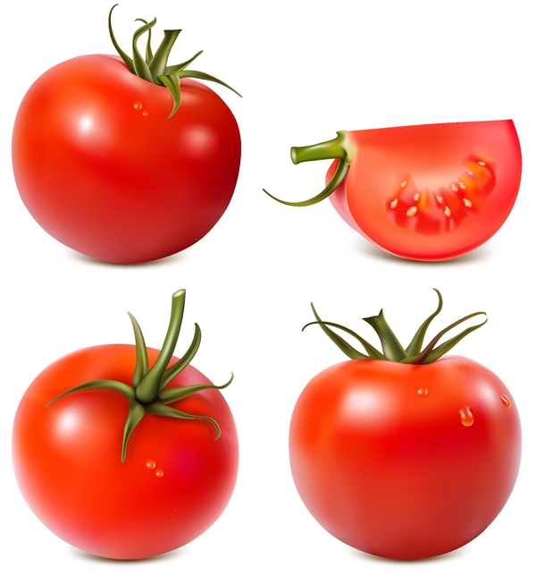 多汁的红番茄向量集