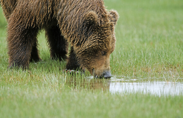 喝水的棕熊图片