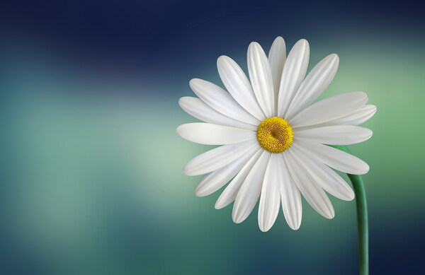 白色花朵雏菊