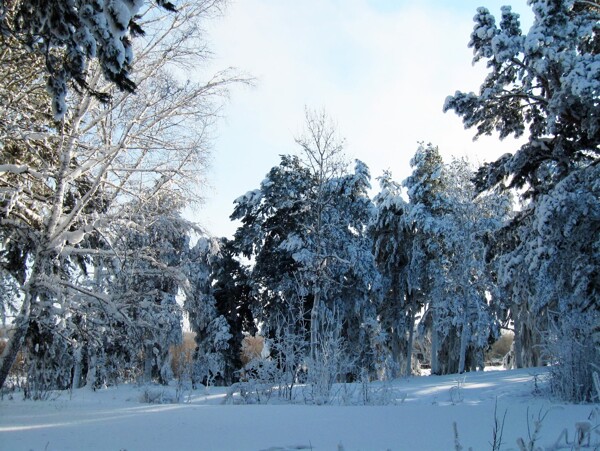 自然风景雪景图片