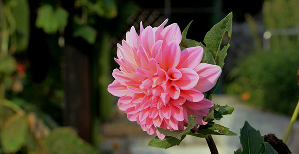 位图植物花朵写实花卉菊花免费素材