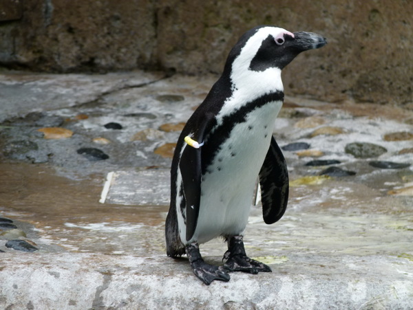 非洲黑脚企鹅图片