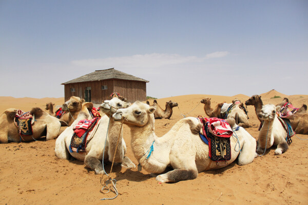 沙漠骆驼晒太阳图片