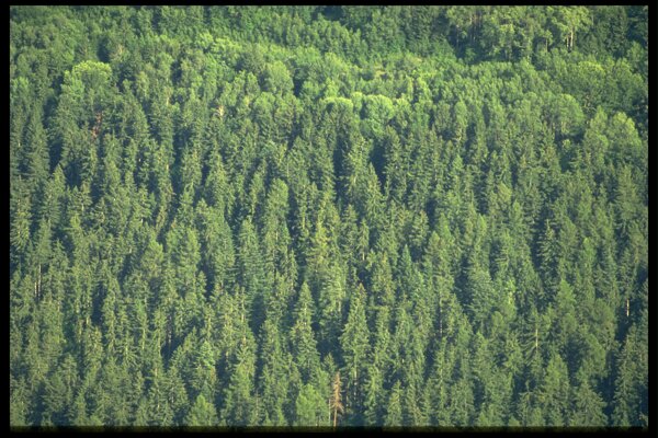 全球首席大百科风光风景大自然环境树木山林森林