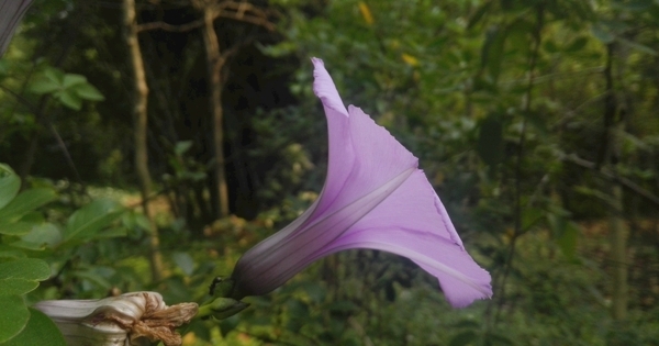 牵牛花