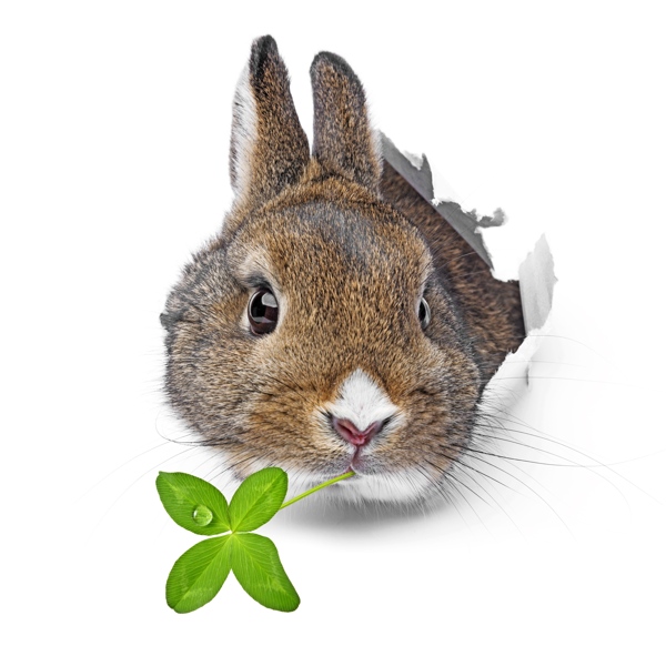 兔子与四叶草图片