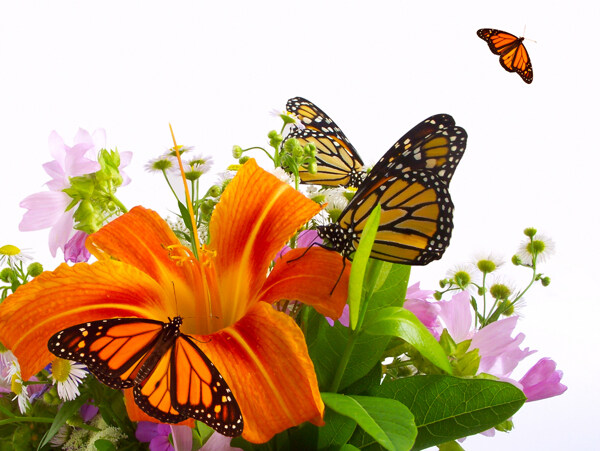 蝴蝶与百合花图片素材