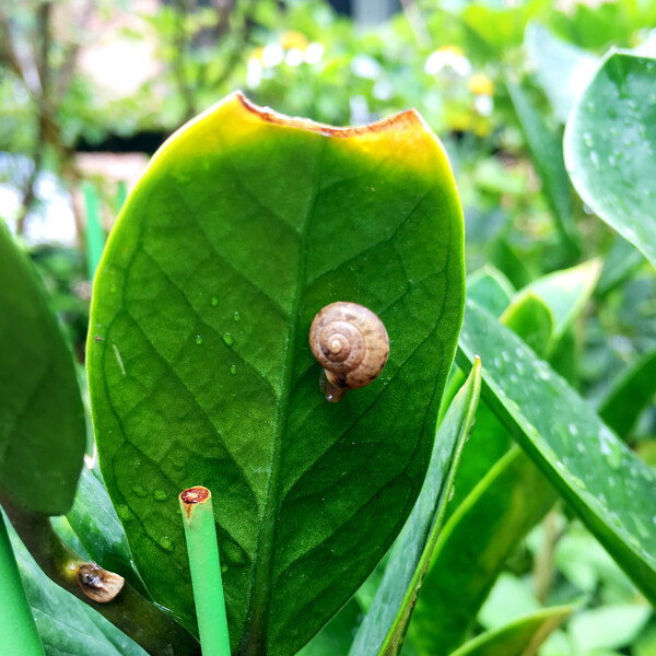 雨后蜗牛