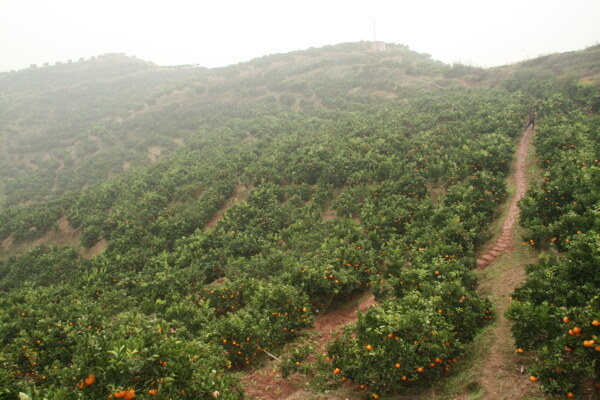 蔬菜园艺立体种植图片