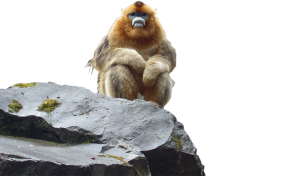 国家一级保护动物秦岭金丝猴