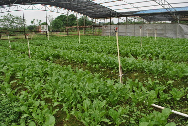 大棚蔬菜种植基地图片