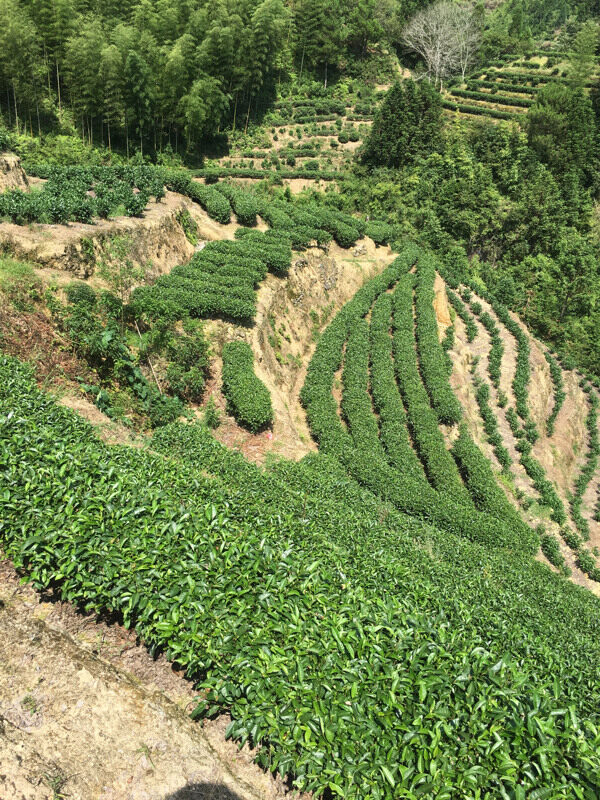 寿宁高山茶