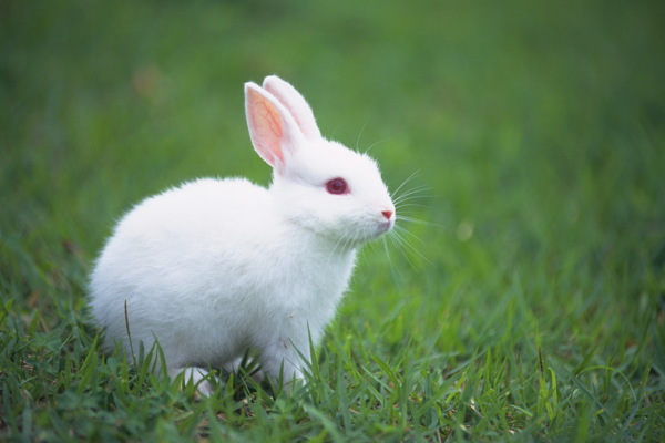 小动物宠物兔9
