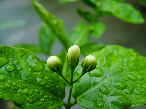 茉莉花图片