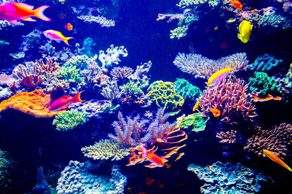 海底美丽珊瑚和游鱼图片