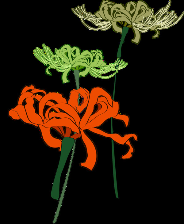 深绿色写实手绘菊花装饰元素